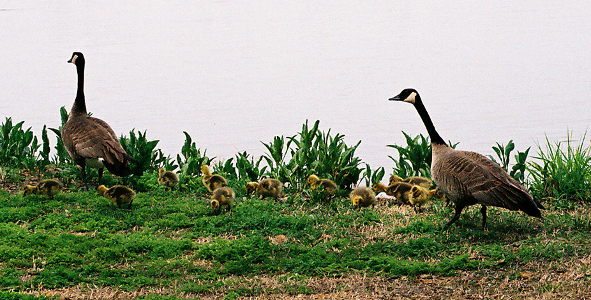 [Two adult Canada geese with their very small goslings mostly between them as they walk along the grass beside the water.]